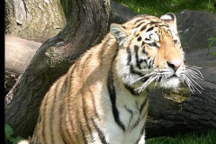 Tiger.01